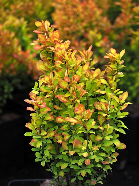 Berberis thunbergii 'Summer Sunset ®'